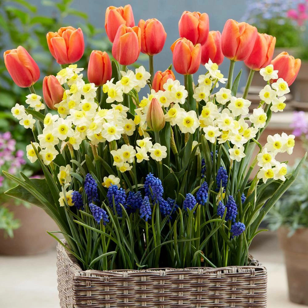 VAN ZYVERDEN Spring Blooming Patio Planter Kit with Decorative Faux Rattan Planter, Medium, Gloves and Set of 45 Bulbs 4 VAN ZYVERDEN Spring Blooming Patio Planter Kit with Decorative Faux Rattan Planter, Medium, Gloves and Set of 45 Bulbs - Image 2