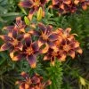 VAN ZYVERDEN Lilies Forever Susan Bulbs (Set of 5) -VAN ZYVERDEN shop van zyverden flower bulbs 87174 64 1000
