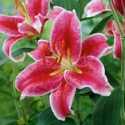 VAN ZYVERDEN Pink and White Lilies Oriental Stargazer Bulbs (12-Pack) -VAN ZYVERDEN shop van zyverden flower bulbs 87178 44 1000