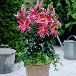 VAN ZYVERDEN Pink and White Lilies Oriental Stargazer Bulbs (12-Pack) -VAN ZYVERDEN shop van zyverden flower bulbs 87178 4f 1000