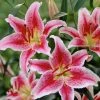 VAN ZYVERDEN Pink and White Lilies Oriental Stargazer Bulbs (12-Pack) 1 VAN ZYVERDEN Pink and White Lilies Oriental Stargazer Bulbs (12-Pack) -VAN ZYVERDEN shop van zyverden flower bulbs 87178 64 1000