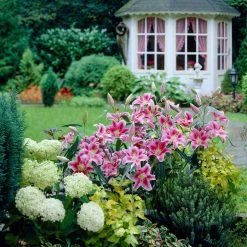 VAN ZYVERDEN Pink and White Lilies Oriental Stargazer Bulbs (12-Pack) -VAN ZYVERDEN shop van zyverden flower bulbs 87178 c3 1000