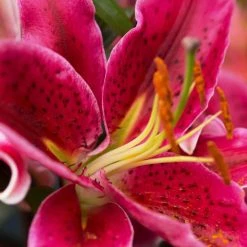 VAN ZYVERDEN Pink and White Lilies Oriental Stargazer Bulbs (12-Pack) -VAN ZYVERDEN shop van zyverden flower bulbs 87178 fa 1000