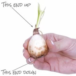 VAN ZYVERDEN Lycoris Bulbs Aurea (Set of 6) -VAN ZYVERDEN shop van zyverden flower bulbs 87180 44 1000