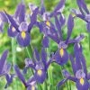 VAN ZYVERDEN Dutch Iris Blue Ribbon Set of 25 Bulbs -VAN ZYVERDEN shop van zyverden flower bulbs 87184 64 1000