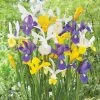 VAN ZYVERDEN Dutch Iris Mixed Set of 100 Bulbs