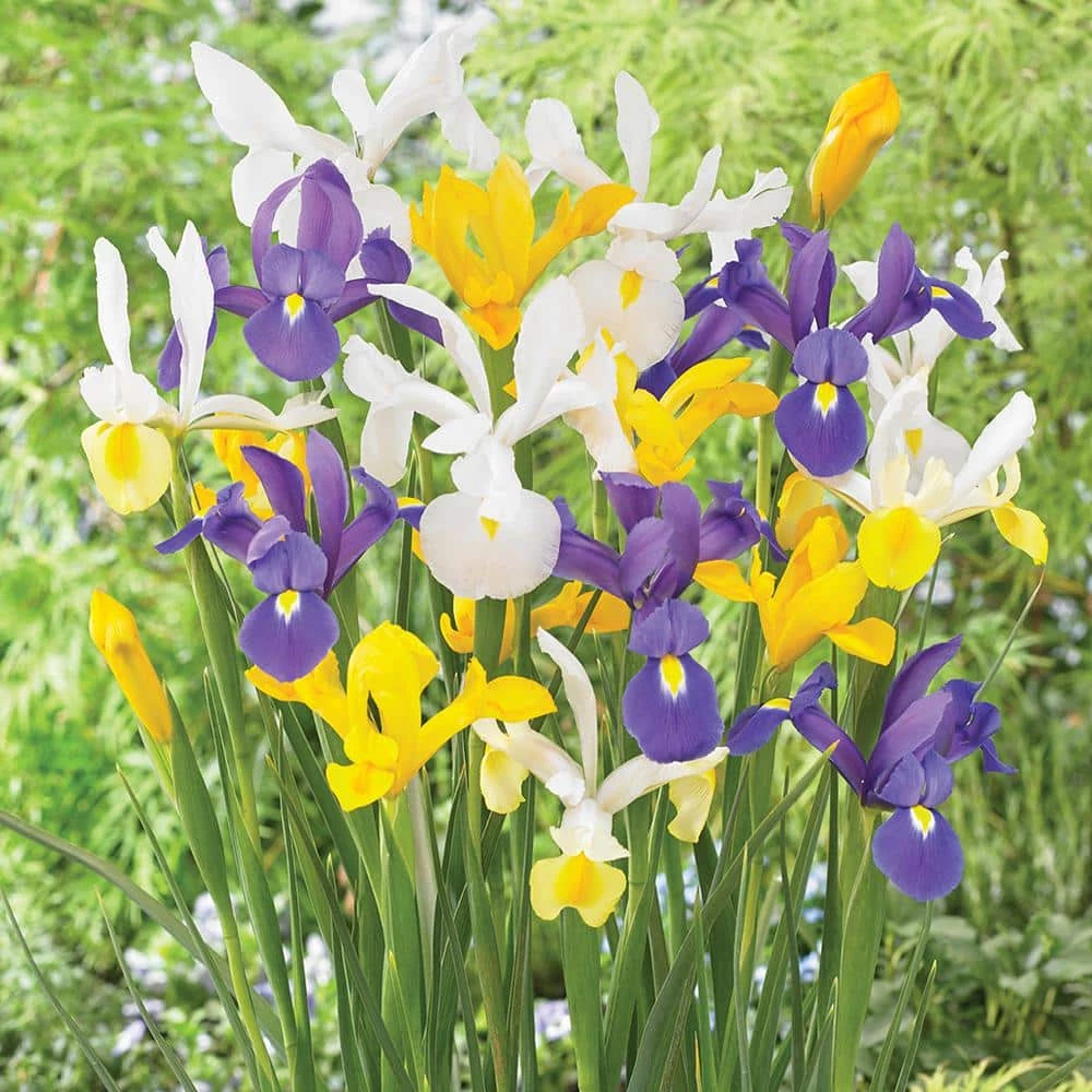VAN ZYVERDEN Dutch Iris Mixed Set of 100 Bulbs 3 VAN ZYVERDEN Dutch Iris Mixed Set of 100 Bulbs
