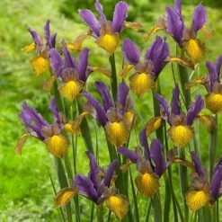VAN ZYVERDEN Dutch Iris Picasso Set of 25 Bulbs