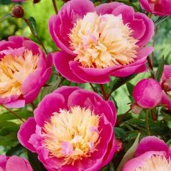 VAN ZYVERDEN Peonies Bulbs Bowl Of Beauty (Set of 3 Roots)