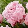 VAN ZYVERDEN Peonies Sarah Bernhardt Bulbs (5-Pack) -VAN ZYVERDEN shop van zyverden flower bulbs 87194 64 1000