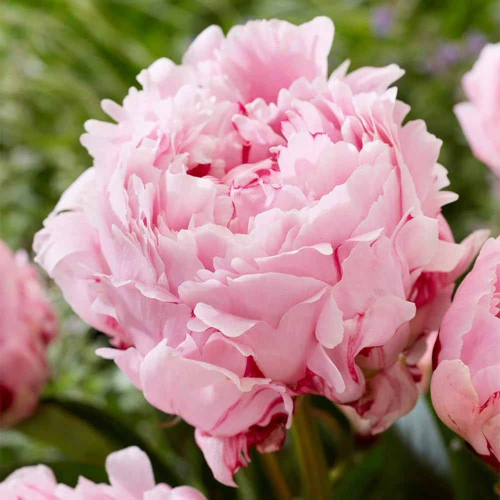 VAN ZYVERDEN Peonies Sarah Bernhardt Bulbs (5-Pack) 3 VAN ZYVERDEN Peonies Sarah Bernhardt Bulbs (5-Pack)