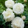 VAN ZYVERDEN Peonies Mother's Choice Set of 3 Roots -VAN ZYVERDEN shop van zyverden flower bulbs 87196 64 1000