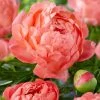 VAN ZYVERDEN Peonies Coral Sunset Set of 6 Roots -VAN ZYVERDEN shop van zyverden flower bulbs 87199 64 1000