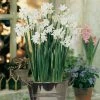 VAN ZYVERDEN Paperwhite Bulbs Kit With Artisan Decorative Planter (4-Pack) -VAN ZYVERDEN shop van zyverden flower bulbs 87221 64 1000
