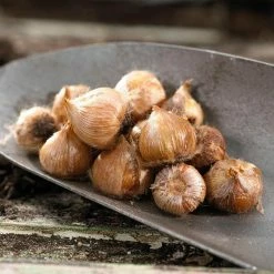 VAN ZYVERDEN Oxalis Bulbs Kit with Artisan Decorative Planter (6-Pack) 9 VAN ZYVERDEN Oxalis Bulbs Kit with Artisan Decorative Planter (6-Pack) -VAN ZYVERDEN shop van zyverden flower bulbs 87223 4f 1000