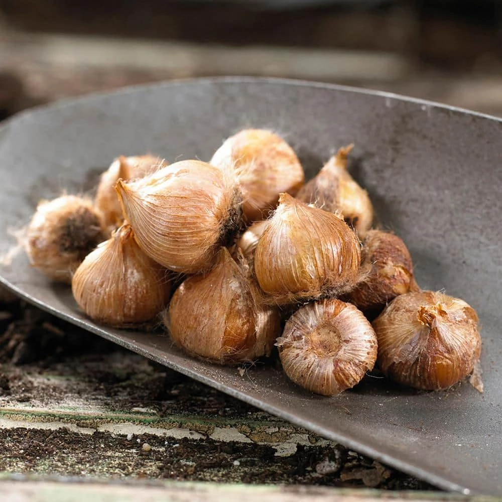 VAN ZYVERDEN Oxalis Bulbs Kit with Artisan Decorative Planter (6-Pack) 5 VAN ZYVERDEN Oxalis Bulbs Kit with Artisan Decorative Planter (6-Pack) - Image 3