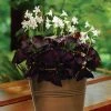 VAN ZYVERDEN Oxalis Bulbs Kit with Artisan Decorative Planter (6-Pack) 2 VAN ZYVERDEN Oxalis Bulbs Kit with Artisan Decorative Planter (6-Pack) -VAN ZYVERDEN shop van zyverden flower bulbs 87223 64 1000
