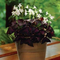 VAN ZYVERDEN Oxalis Bulbs Kit with Artisan Decorative Planter (6-Pack)