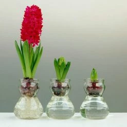 VAN ZYVERDEN Red Hyacinth Bulb Kit with Clear Artisan Glass