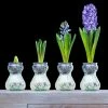 VAN ZYVERDEN Blue Hyacinth Bulb Kit with Clear Artisan Glass 2 VAN ZYVERDEN Blue Hyacinth Bulb Kit with Clear Artisan Glass -VAN ZYVERDEN shop van zyverden flower bulbs 87225 64 1000