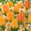 VAN ZYVERDEN Orange Spring Flowering Garden Blend Bulbs (Set of 25) 2 VAN ZYVERDEN Orange Spring Flowering Garden Blend Bulbs (Set of 25) -VAN ZYVERDEN shop van zyverden flower bulbs 87239 64 1000