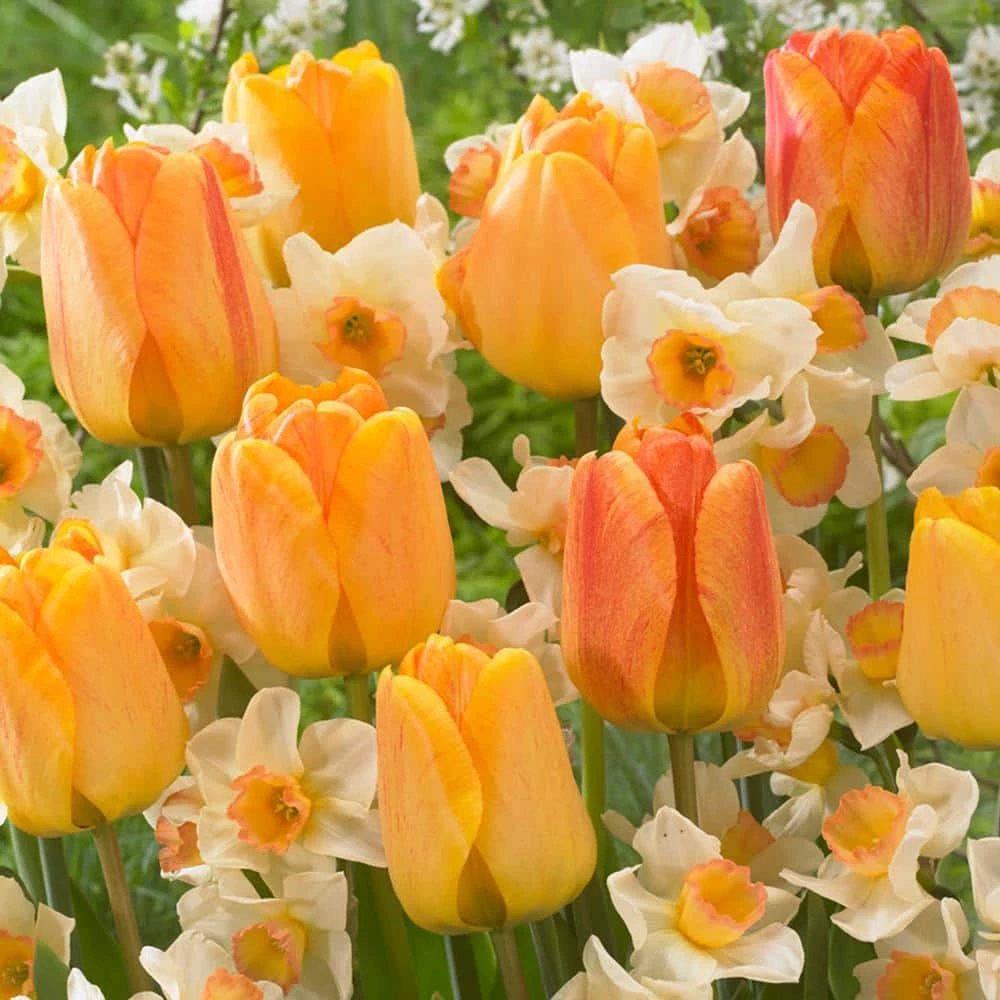 VAN ZYVERDEN Orange Spring Flowering Garden Blend Bulbs (Set of 25) 3 VAN ZYVERDEN Orange Spring Flowering Garden Blend Bulbs (Set of 25)