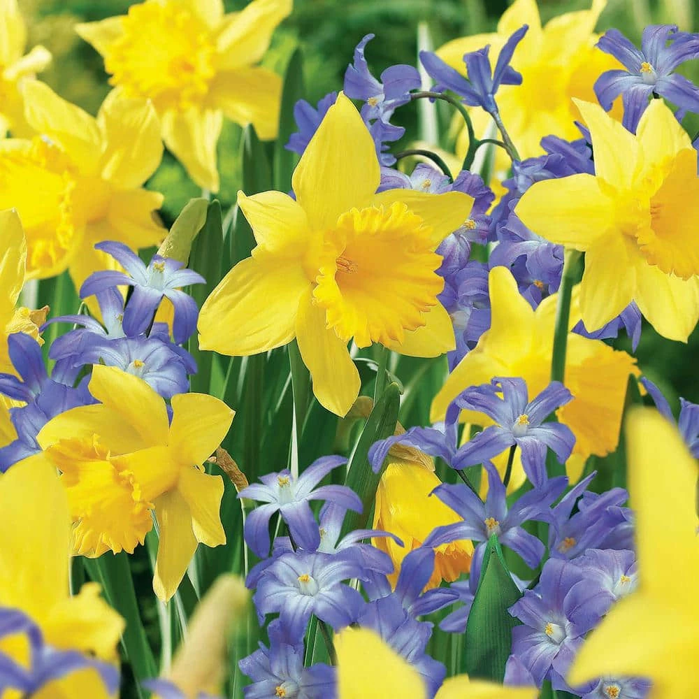 VAN ZYVERDEN Deer, Rodent and Squirrel Resistant Bulb Club Garden Set of 100 Bulbs 3 VAN ZYVERDEN Deer, Rodent and Squirrel Resistant Bulb Club Garden Set of 100 Bulbs