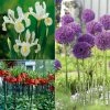 VAN ZYVERDEN Deer, Rodent and Squirrel Resistant Garden (Set of 25 Bulbs) -VAN ZYVERDEN shop van zyverden flower bulbs 87241 64 1000