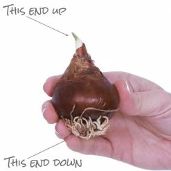 VAN ZYVERDEN Paperwhite Bulb in Emerald Gift Bag (6-Bulbs) 13 VAN ZYVERDEN Paperwhite Bulb in Emerald Gift Bag (6-Bulbs) -VAN ZYVERDEN shop van zyverden flower bulbs 87278 44 1000