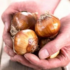 VAN ZYVERDEN Paperwhite Bulb in Emerald Gift Bag (6-Bulbs) 11 VAN ZYVERDEN Paperwhite Bulb in Emerald Gift Bag (6-Bulbs) -VAN ZYVERDEN shop van zyverden flower bulbs 87278 4f 1000