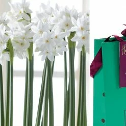 VAN ZYVERDEN Paperwhite Bulb in Emerald Gift Bag (6-Bulbs)