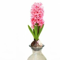 VAN ZYVERDEN Pink Hyacinth Kit with Clear Artisan Glass