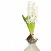 VAN ZYVERDEN White Hyacinth Kit with Clear Artisan Glass