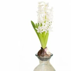 VAN ZYVERDEN White Hyacinth Kit with Clear Artisan Glass