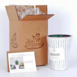 VAN ZYVERDEN Paperwhite Kit with White Chalk Metal Cachepot Bulbs (4-Pack) -VAN ZYVERDEN shop van zyverden flower bulbs 87302 44 1000