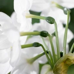 VAN ZYVERDEN Paperwhite Kit with White Chalk Metal Cachepot Bulbs (4-Pack) -VAN ZYVERDEN shop van zyverden flower bulbs 87302 4f 1000