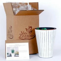 VAN ZYVERDEN Paperwhite Kit with White Chalk Metal Cachepot Bulbs (4-Pack) -VAN ZYVERDEN shop van zyverden flower bulbs 87302 76 1000