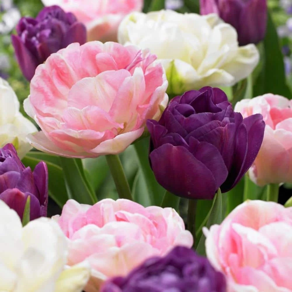VAN ZYVERDEN Tulips Double Peony Blend Set of 25 Bulbs 3 VAN ZYVERDEN Tulips Double Peony Blend Set of 25 Bulbs