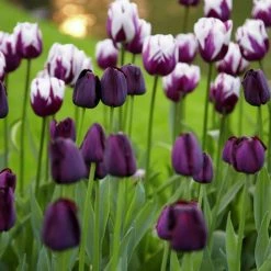 VAN ZYVERDEN Tulips Rem's Favorite Blend (Set of 15 Bulbs)