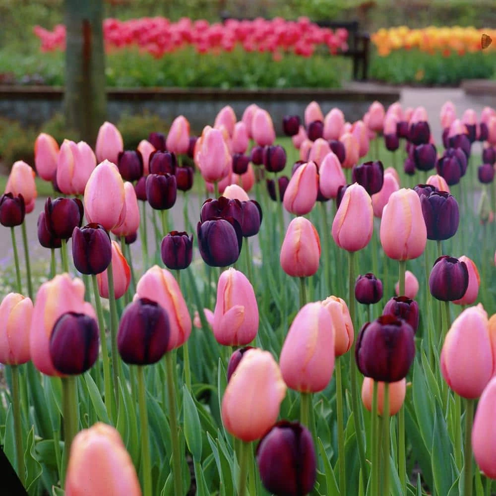 VAN ZYVERDEN Tulips Rodeo Blend (Set of 15 Bulbs) 3 VAN ZYVERDEN Tulips Rodeo Blend (Set of 15 Bulbs)
