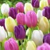 VAN ZYVERDEN Tulips Easter Basket Mixture Set of 25 Bulbs