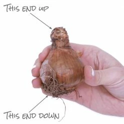 VAN ZYVERDEN Daffodils Classic Improved King Alfred Type (Set of 15 Bulbs) -VAN ZYVERDEN shop van zyverden flower bulbs 87385 1f 1000