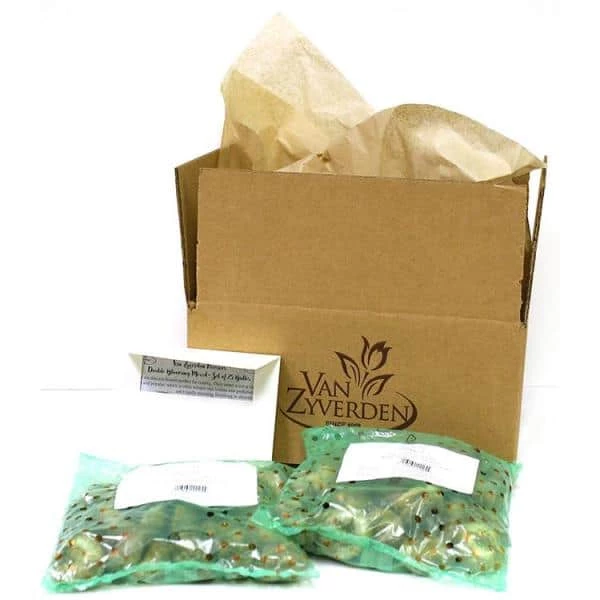 VAN ZYVERDEN Daffodils Classic Improved King Alfred Type (Set of 25 Bulbs) 5 VAN ZYVERDEN Daffodils Classic Improved King Alfred Type (Set of 25 Bulbs) - Image 3