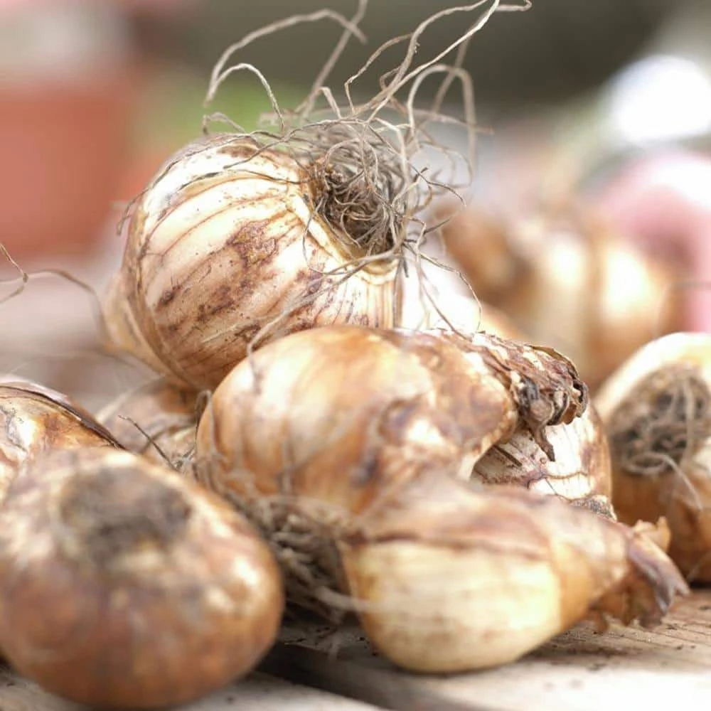 VAN ZYVERDEN Daffodils Classic Improved King Alfred Type (Set of 25 Bulbs) 4 VAN ZYVERDEN Daffodils Classic Improved King Alfred Type (Set of 25 Bulbs) - Image 2