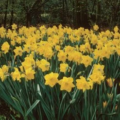 VAN ZYVERDEN Daffodils Classic Improved King Alfred Type (Set of 50 Bulbs)