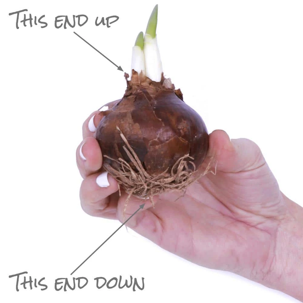 VAN ZYVERDEN Low Scent Giant Christmas Daffodils Paperwhites (Set of 15 Mammoth Bulbs) 6 VAN ZYVERDEN Low Scent Giant Christmas Daffodils Paperwhites (Set of 15 Mammoth Bulbs) - Image 4