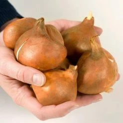 VAN ZYVERDEN Tulips Giant Orange Sunrise Bulbs (10-Pack) -VAN ZYVERDEN shop van zyverden flower bulbs 88001 1f 1000