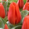 VAN ZYVERDEN Tulips Giant Orange Sunrise Bulbs (10-Pack) -VAN ZYVERDEN shop van zyverden flower bulbs 88001 64 1000