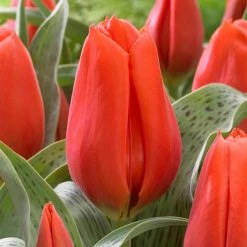 VAN ZYVERDEN Tulips Giant Orange Sunrise Bulbs (10-Pack)