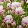 VAN ZYVERDEN Tulips Double Surprise Bulbs (12-Pack) -VAN ZYVERDEN shop van zyverden flower bulbs 88003 64 1000